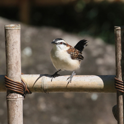 Rufous-naped Wren